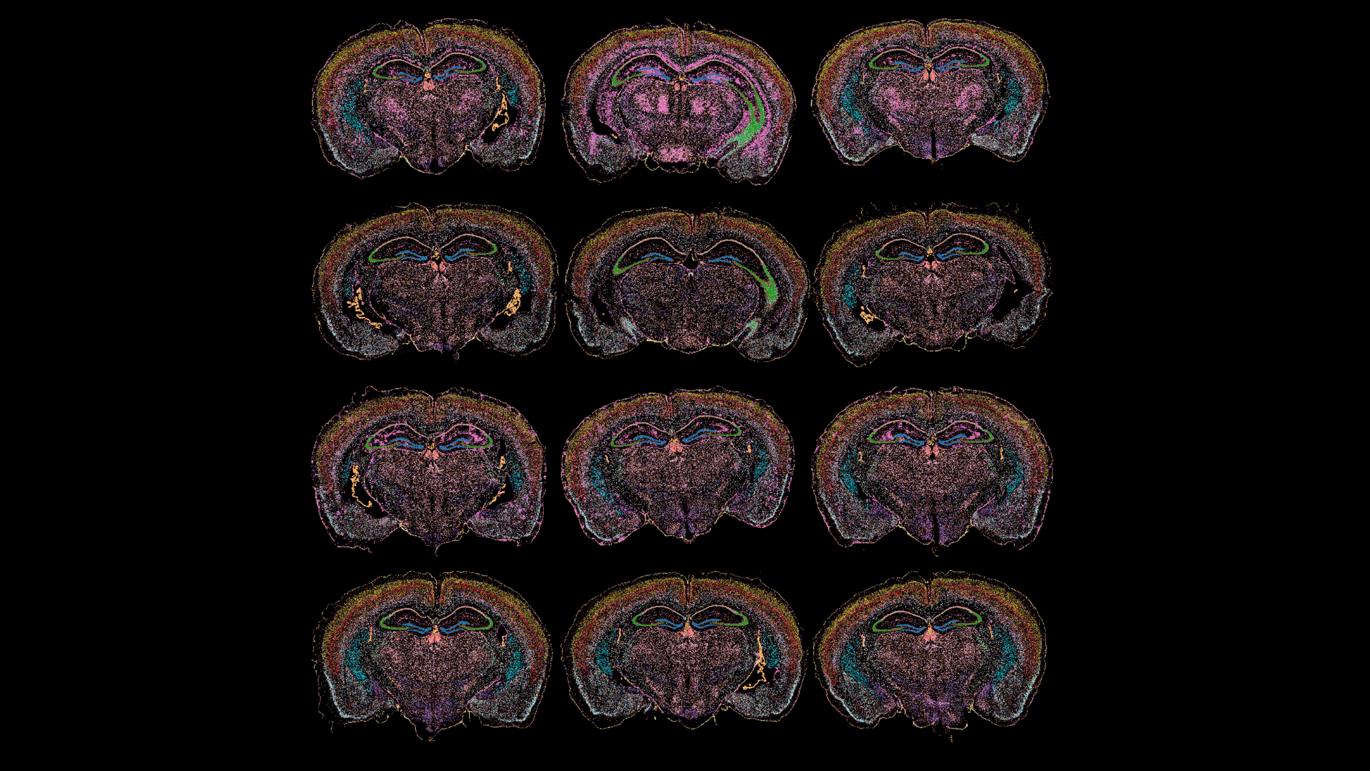 Mapping cellular neighborhoods in a mouse brain