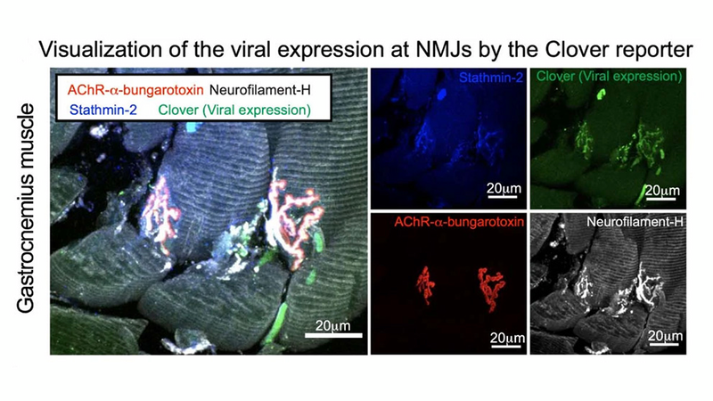catz_thumbnail-natureneuroscience