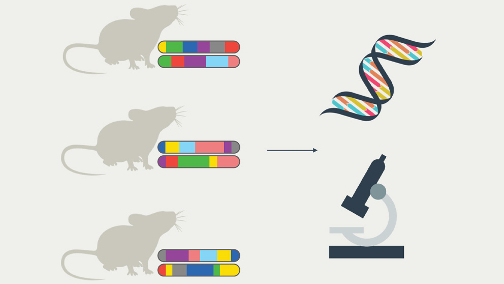 The Mouse in Biomedical Research | ScienceDirect