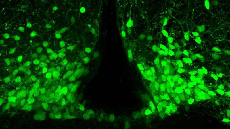 Exploring brain plasticity with single-cell precision - Page Tile 2