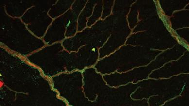The most complete view of the human genome yet sets new standard for use in precision medicine - Page Tile