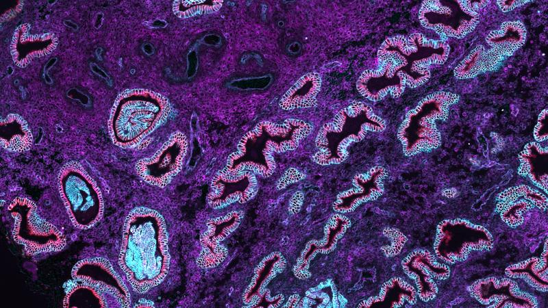 6_Single Cell Biology_2025 - 1