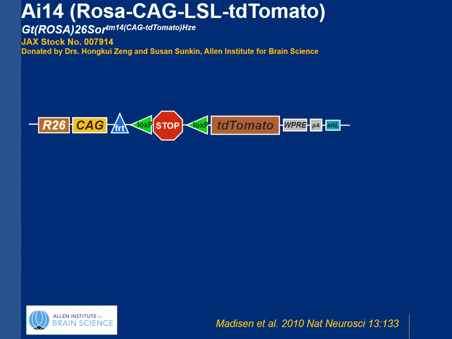 007914 - Ai14 , Ai14D or Ai14(RCL-tdT)-D Strain Details
