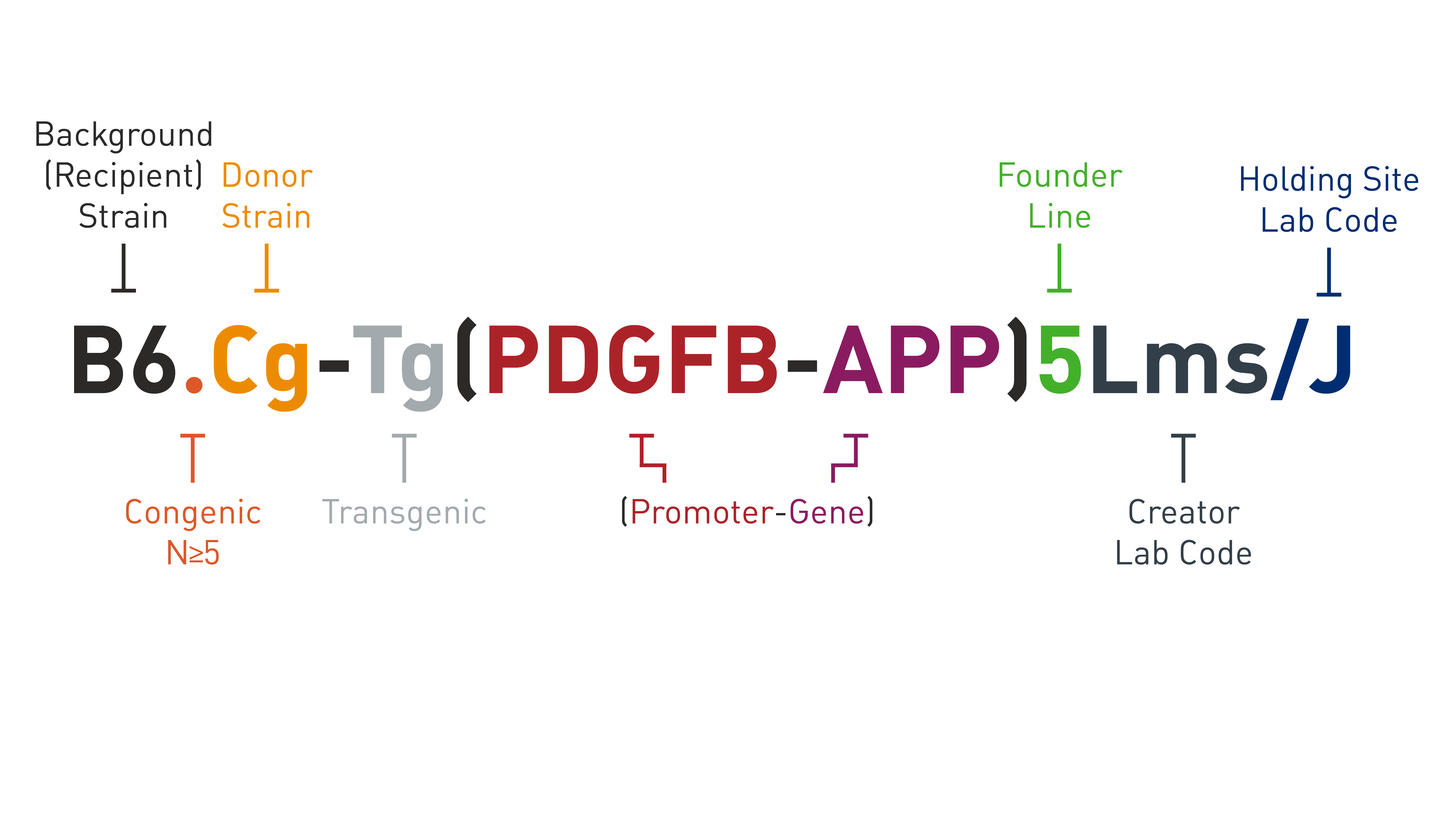 Top 7 tips for understanding mouse nomenclature