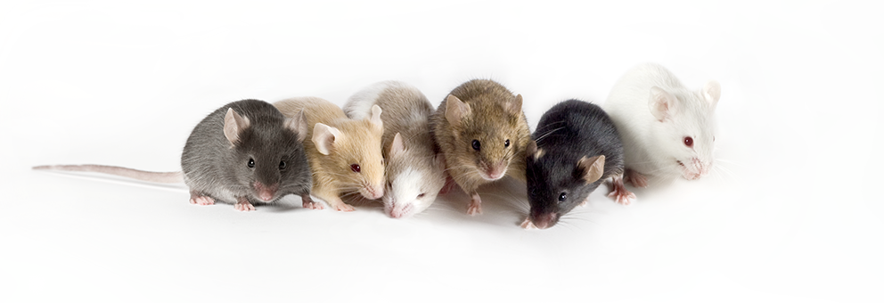 The Mouse in Biomedical Research | ScienceDirect