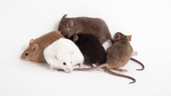 Why Mice for Biomedical Research?