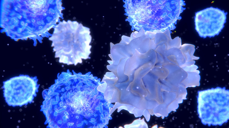 t-lymphocytes-992