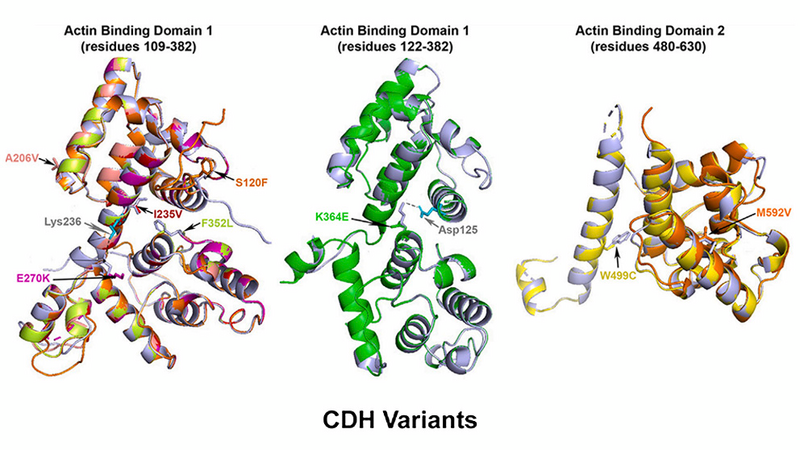 carol-bult-cdh-research-image-2023