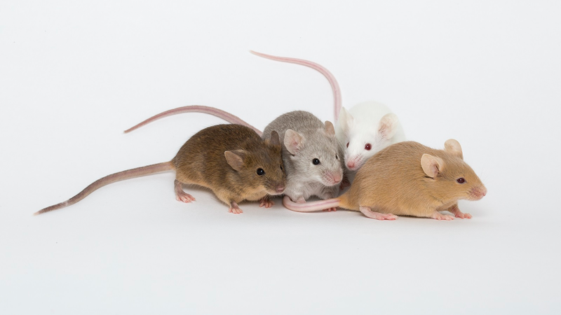 B6129PF2/J, Stock number 100903. These F2 (second filial generation) hybrid mice are the offspring of an F1 x F1 mating, itself the product of a cross between C57BL/6J females (B6) and 129P3/J males (129P). F2 hybrids are used to map traits and as approximate controls for genetically engineered strains that were generated with 129-derived embryonic stem cells and maintained on a mixed B6;129 back