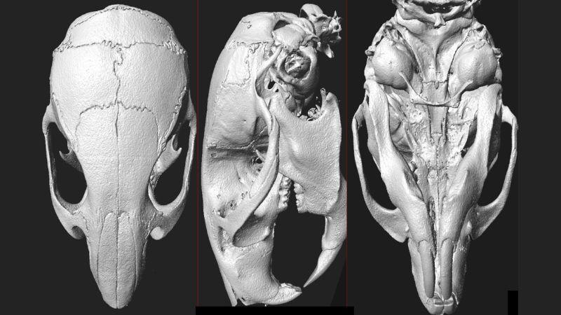CBA_9_Skull uCT_800x450