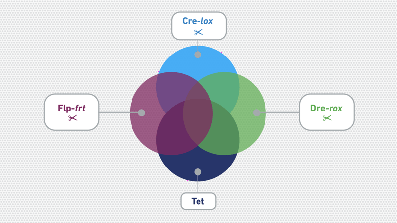 Cre-lox and Other Recombinase Systems: An Overview