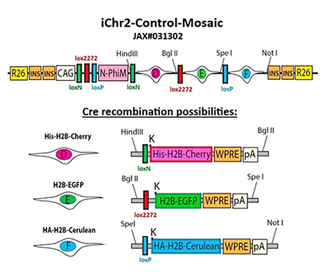 Muse Research Receptor