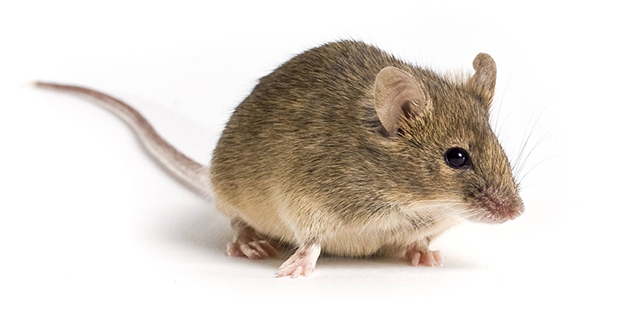 000051 - B6 agouti Strain Details
