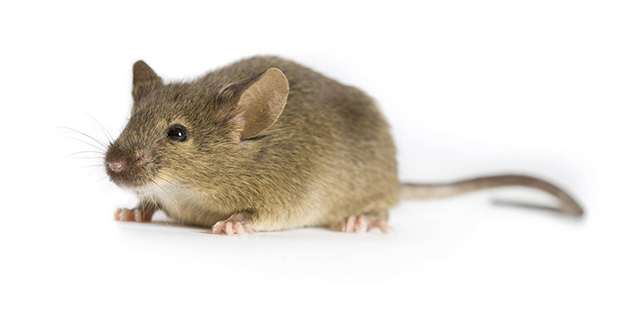 002448 - 129S1 Strain Details