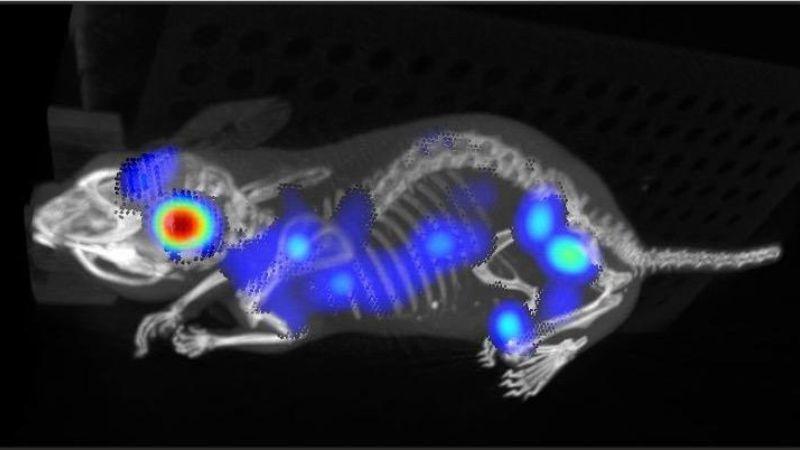 XLIS_mouse image_800x450 - 1