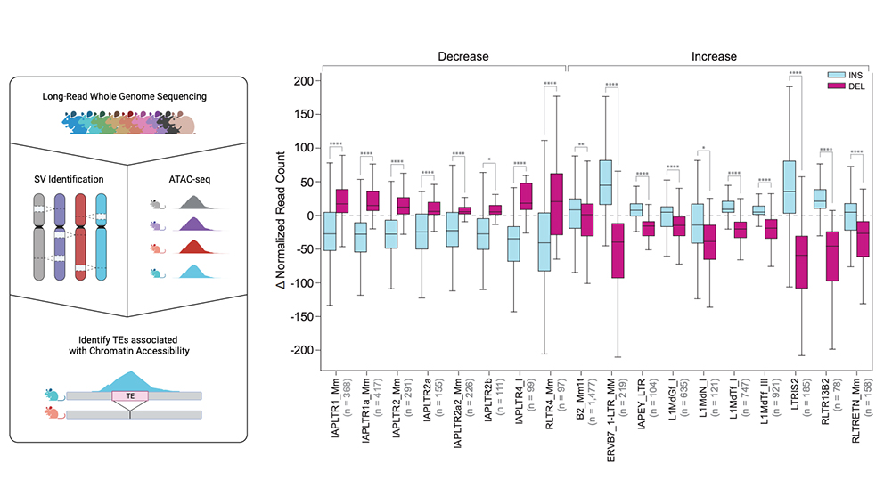 Resolving genetic diversity in mouse strains