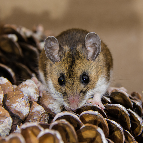 Wild Mouse Types Wild Mice Habitat
