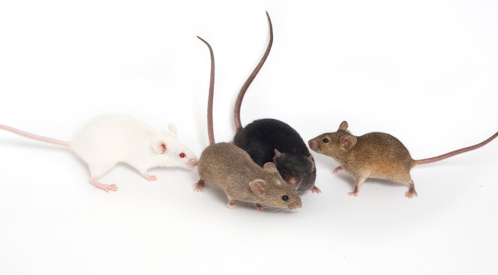 The Mouse in Biomedical Research | ScienceDirect