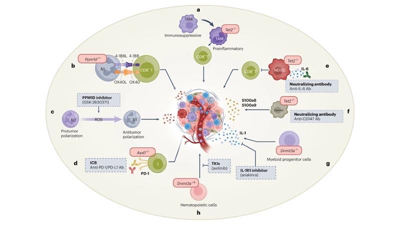 Clonal hematopoiesis in myeloid malignancies and solid tumors