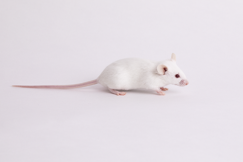 034608 - JAX Swiss Outbred Strain Details