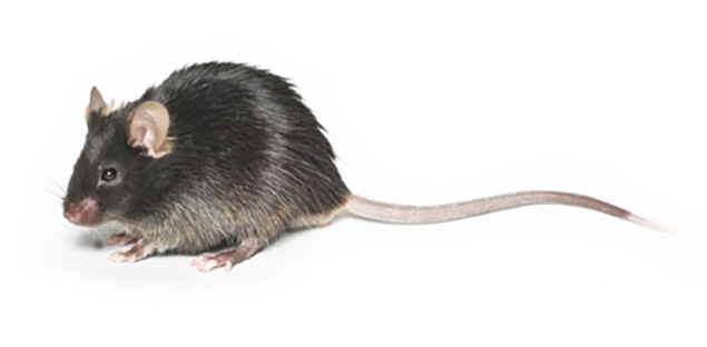 PDF) Mouse genetics and transgenics: A practical approach