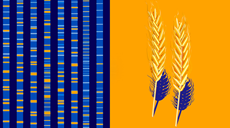 Why do we love carbs? The origins predate agriculture and maybe even our split from Neanderthals