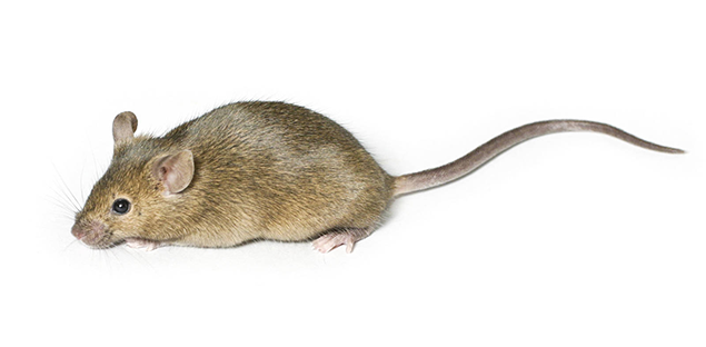 mouse image
