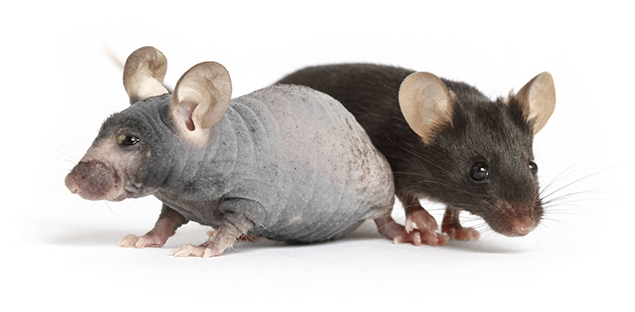 000819 - Strain Details