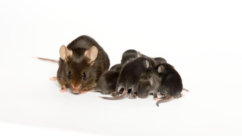 Media Releases - In mice, fertility treatments linked to higher mutations than natural conceptions - Page Tile