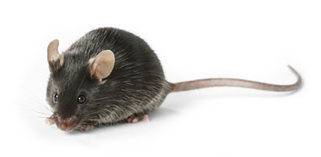 洋書 Mouse Genetics and Transgenics Frontiers | Transgenic Mouse Models in Cancer Research