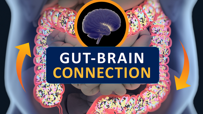 Gut-brain Connection Or Gut Brain Axis. Concept Art Showing A Connection From The Gut To The Brain.