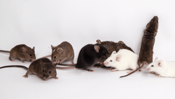 thul-DO-mice-group-1-2016.png
