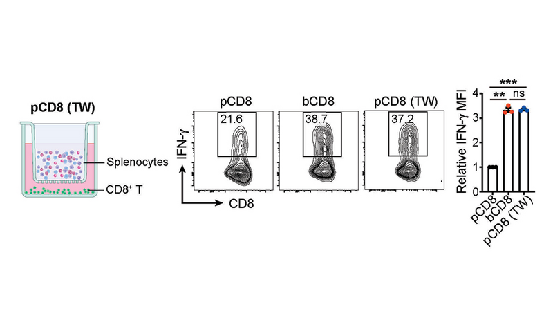 Revealing potential therapy targets for cancer