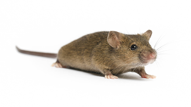 mouse image