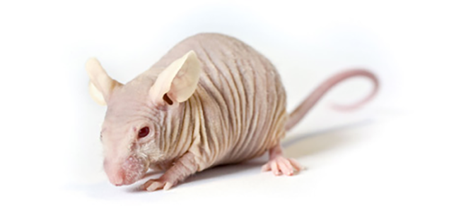 mouse image