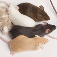 Nomenclature for Mouse Strains - Tile 3