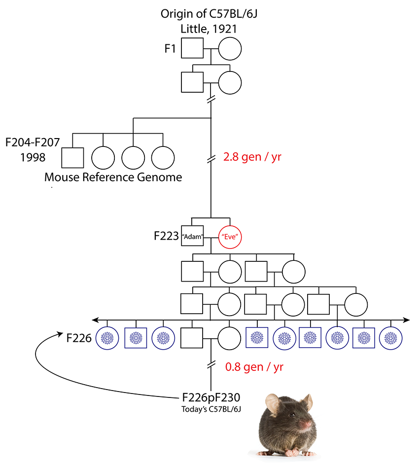 Lessons from Sequencing Eve C57BL/6J
