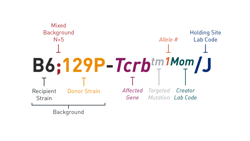 Top 7 tips for understanding mouse nomenclature