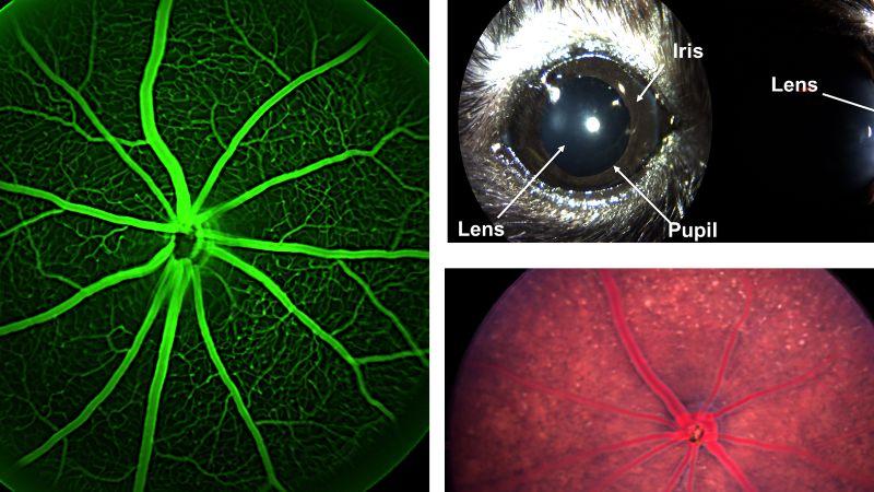 CBA_3_Eye Composite_800x450