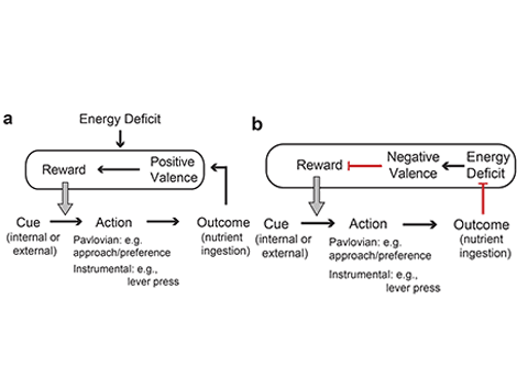 neural manipulation flow chart