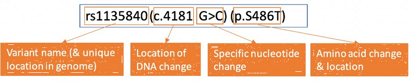 3 DNA variants-b