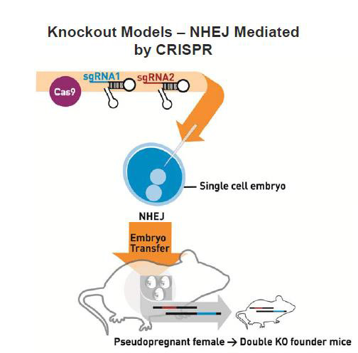 knockout models NHEJ mediated by CRISPR