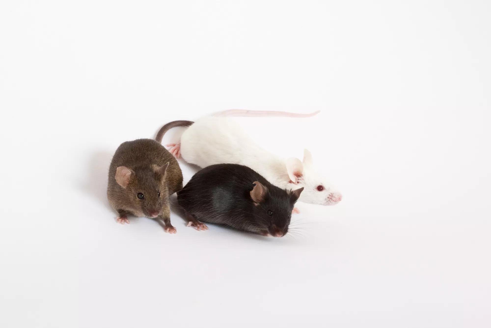 JAX Envision™ - More Reproducible and Translatable Science Supporting the 3Rs