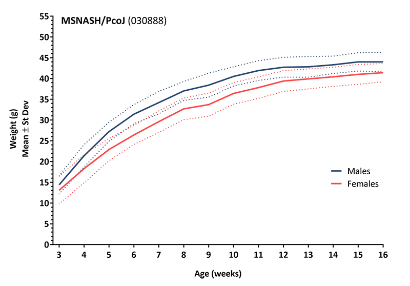 Body Weight Information for JAX® Mice Strain MS-NASH (030888)