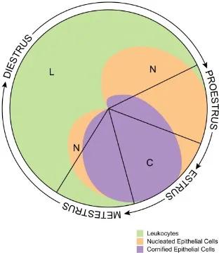 Estrous Cycle Synchronization