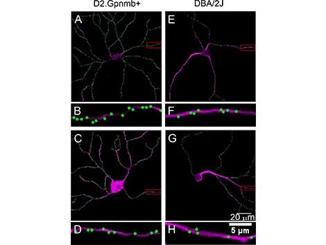 Digitized images of RBCs in control