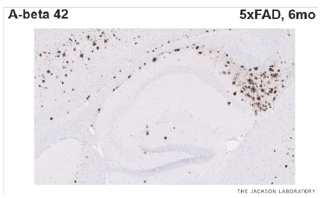 Biomarkers in 5XFAD mice are more reliable and reproducible than behavioral assays (A-beta 42)