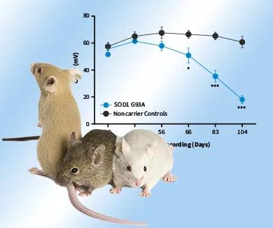 Neuroscience Research In Vivo Models | The Jackson Laboratory