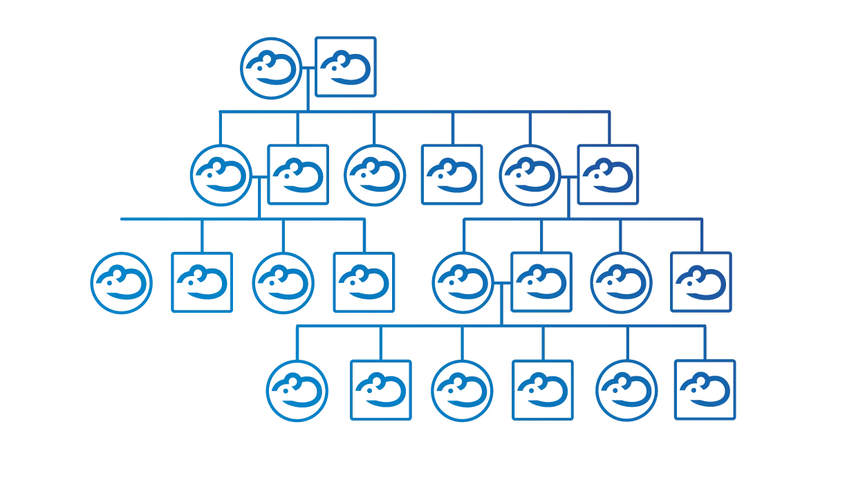 JAX Mouse Breeding Services