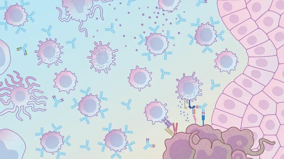 An Advanced PBMC-Humanized NSG-S15-DKO Mouse Model for Comprehensive Evaluation of Immunotherapeutics